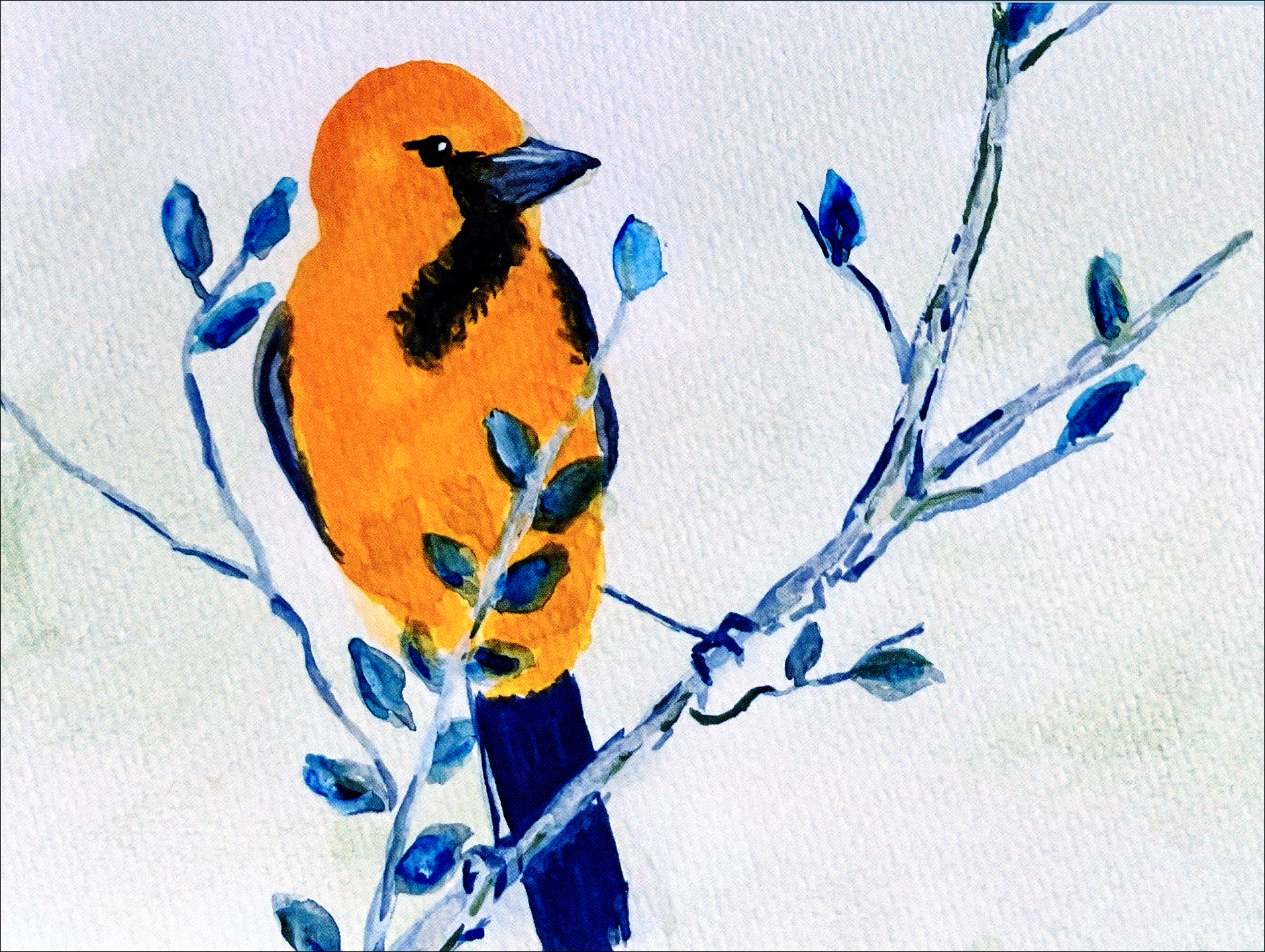 Altamira Oriole