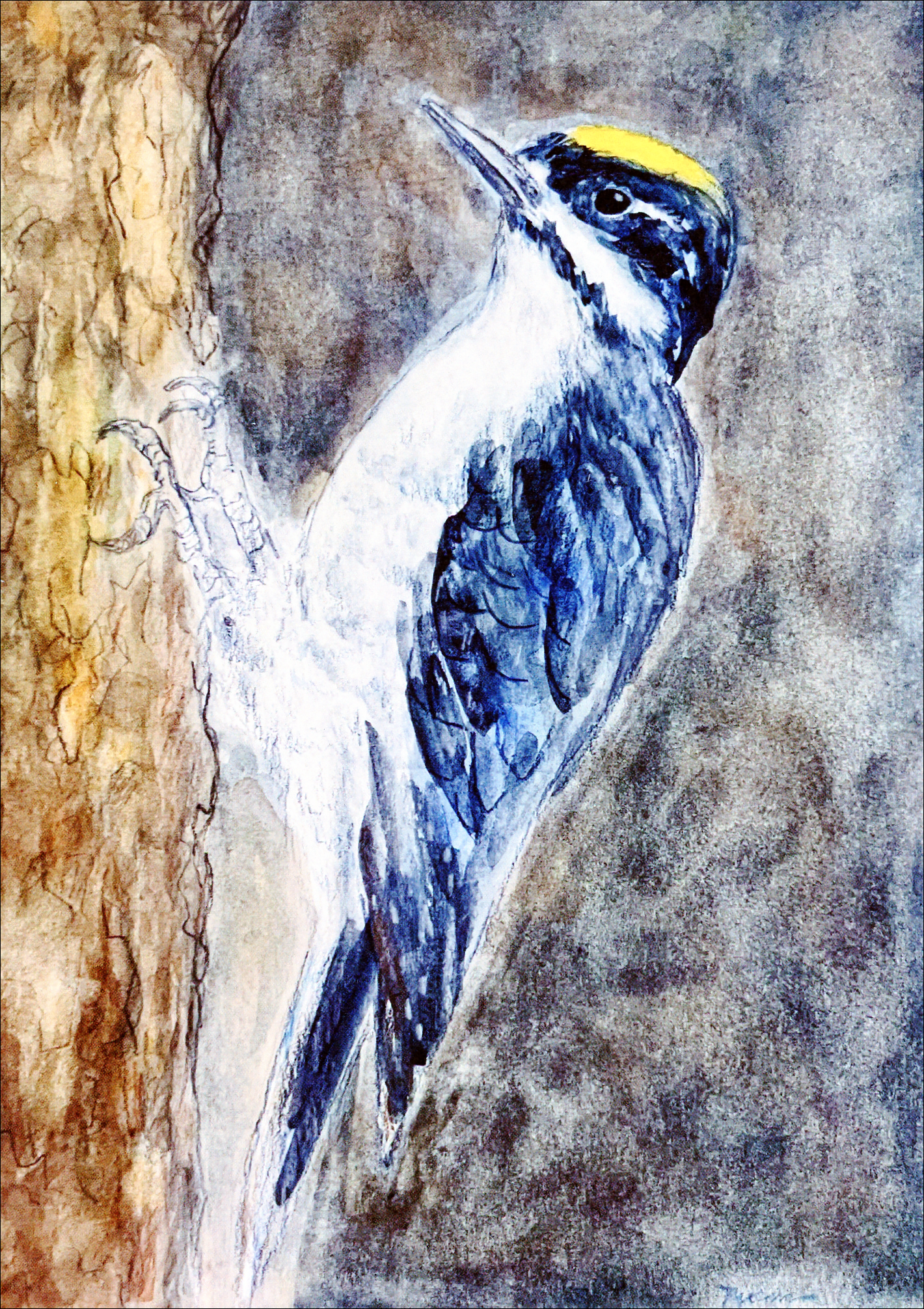 Black Headed Woodpecker