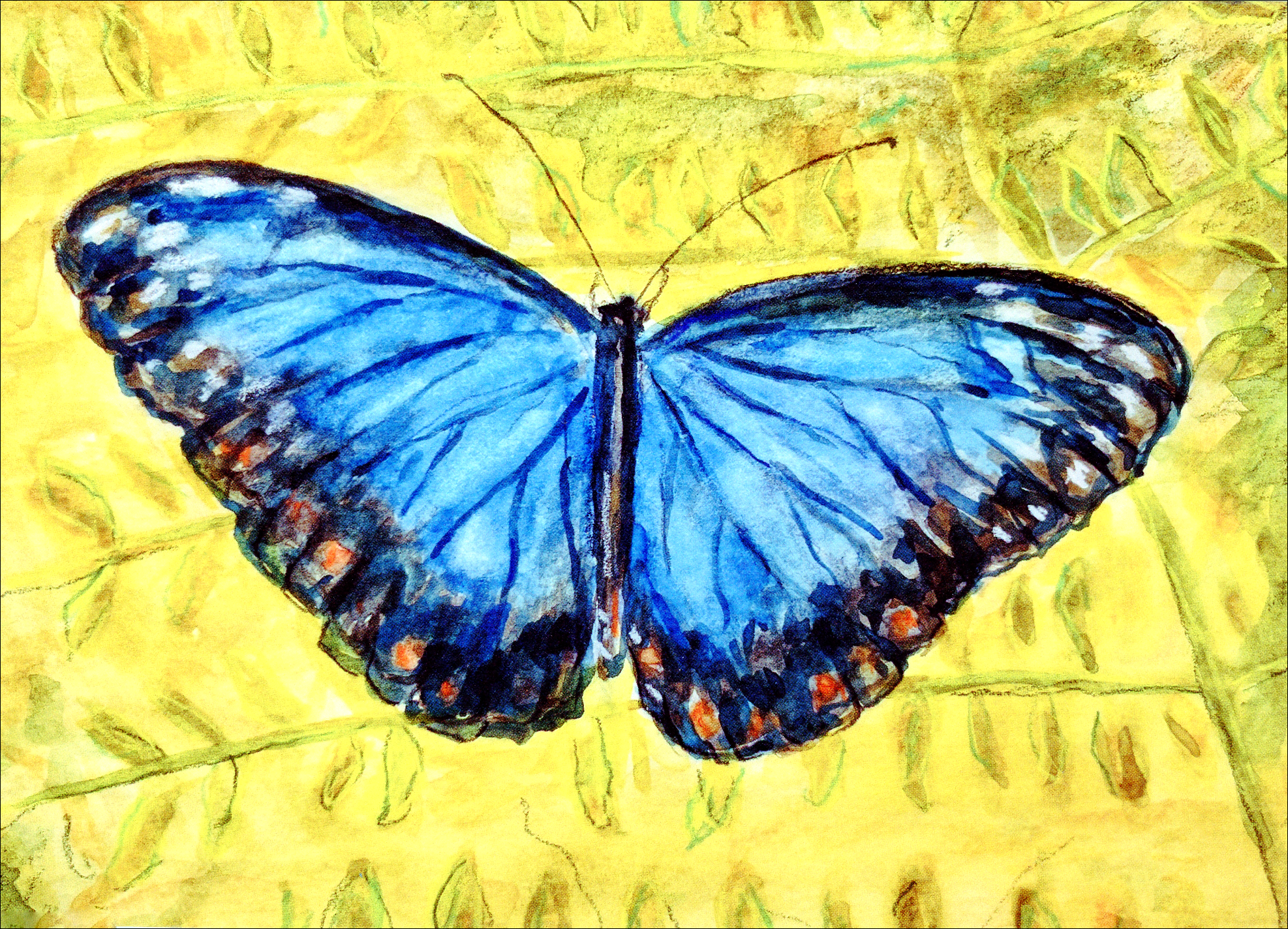 Blue Morpho