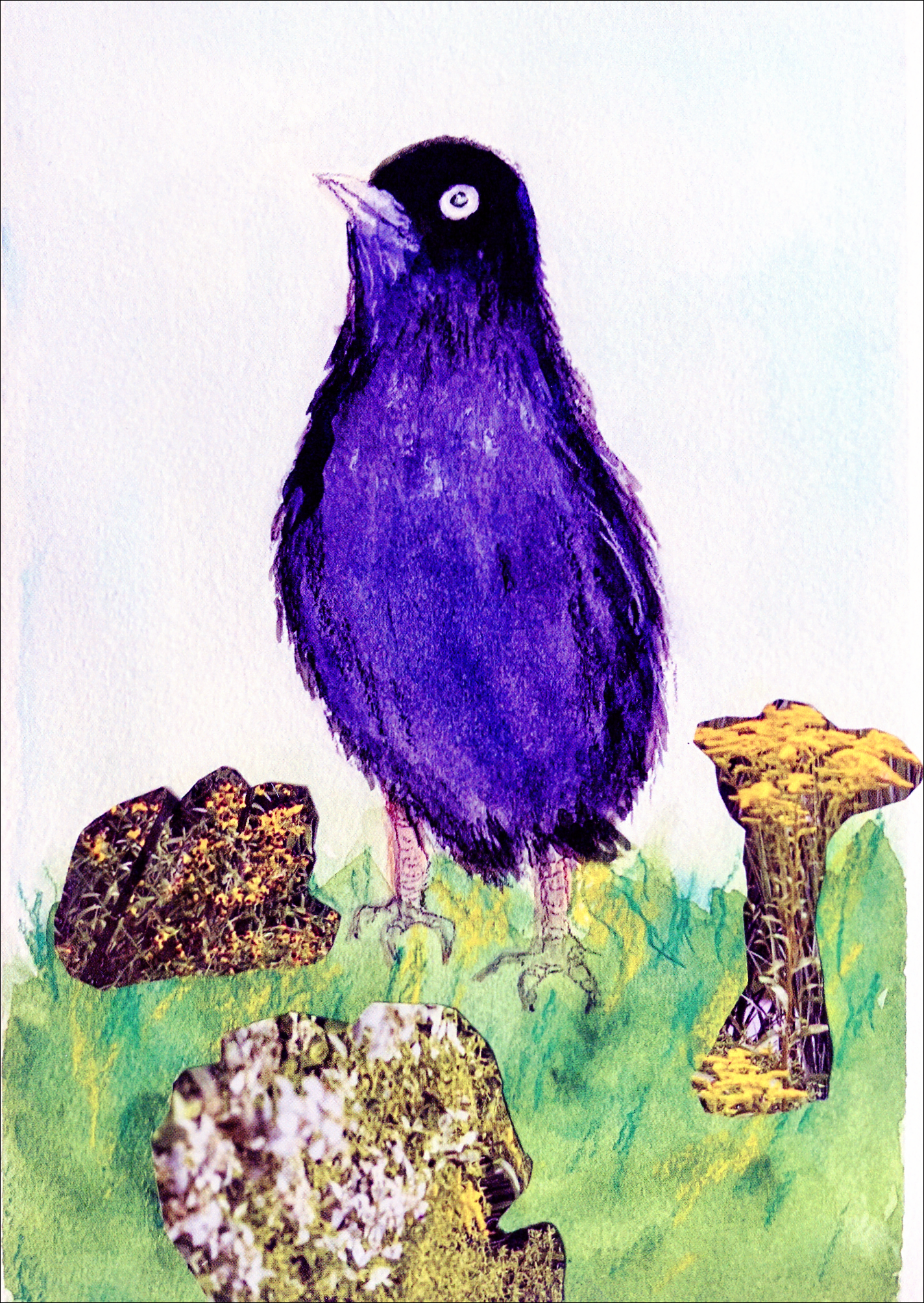 Brewers Blackbird