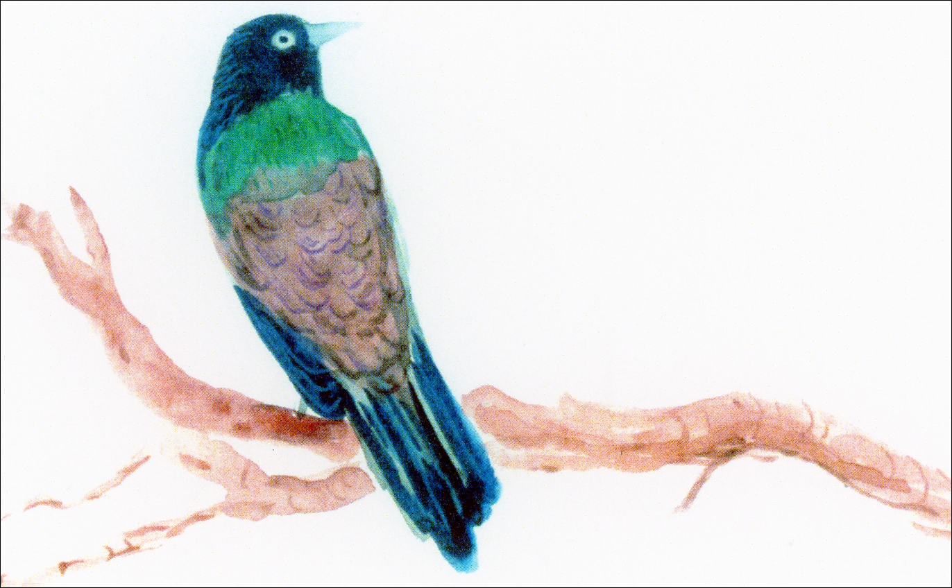 Painted Bunting