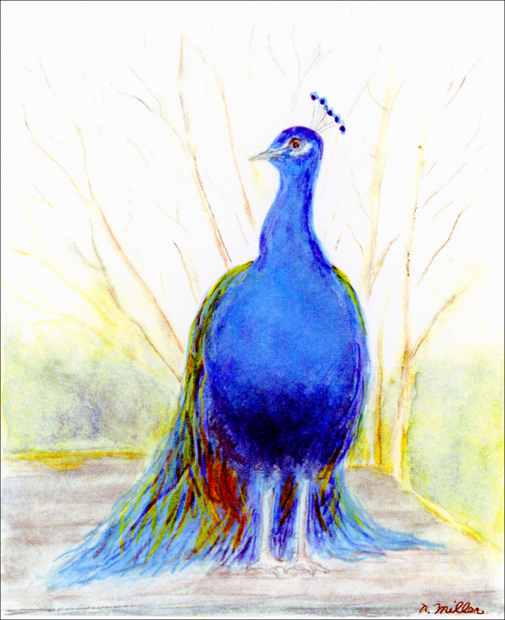 Peacock